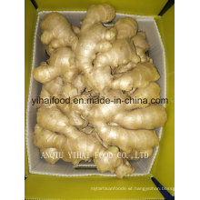 Anqiu Air-Dry-Ginger Fresh Vegetable
